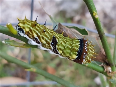 Papilio aegeus (Orchard Swallowtail, Large Citrus Butterfly) at South Durras, NSW - 11 May 2019 by joslynvdm@gmail.com