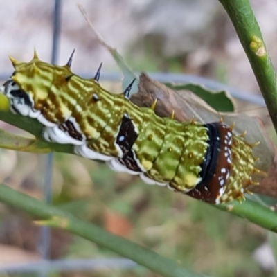 Papilio aegeus (Orchard Swallowtail, Large Citrus Butterfly) at South Durras, NSW - 11 May 2019 by joslynvdm@gmail.com