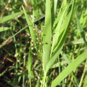 Isachne globosa at Gordon, ACT - 12 Mar 2019