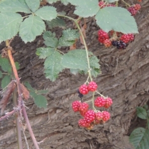 Rubus anglocandicans at Tuggeranong DC, ACT - 12 Mar 2019 07:36 PM