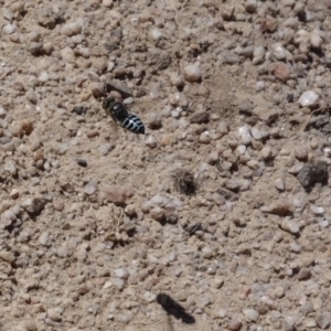 Bembix sp. (genus) at Towamba, NSW - 7 Dec 2018 01:38 PM