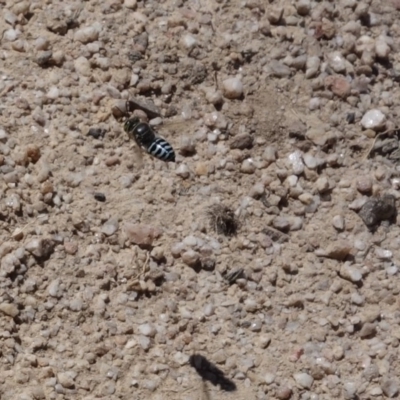 Bembix sp. (genus) (Unidentified Bembix sand wasp) at Towamba, NSW - 7 Dec 2018 by stephskelton80