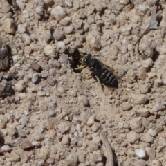 Bembix sp. (genus) at Towamba, NSW - 7 Dec 2018 01:38 PM