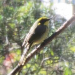 Lichenostomus melanops (Yellow-tufted Honeyeater) at Hawker, ACT - 11 May 2019 by sangio7