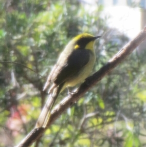 Lichenostomus melanops at Hawker, ACT - 11 May 2019 03:13 PM