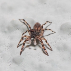 Salticidae (family) (Jumping spider) at Hackett, ACT - 2 May 2019 by TimL