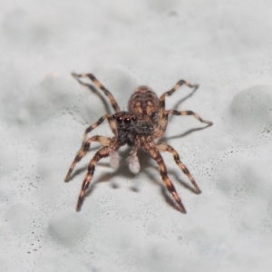 Salticidae (family) at Hackett, ACT - 2 May 2019