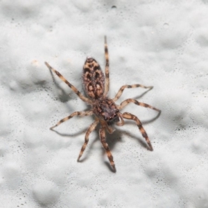 Salticidae (family) at Hackett, ACT - 2 May 2019