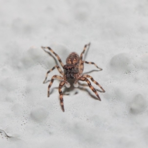 Salticidae (family) at Hackett, ACT - 2 May 2019