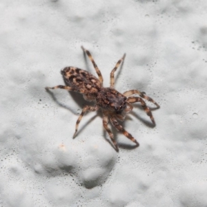 Salticidae (family) at Hackett, ACT - 2 May 2019