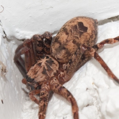 Heteropoda sp. (genus) (Huntsman spider) at ANBG - 11 May 2019 by TimL