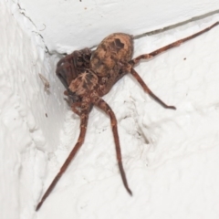 Heteropoda sp. (genus) at Hackett, ACT - 11 May 2019