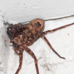 Heteropoda sp. (genus) at Hackett, ACT - 11 May 2019