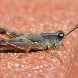 Phaulacridium vittatum at Hackett, ACT - 11 May 2019 12:15 PM