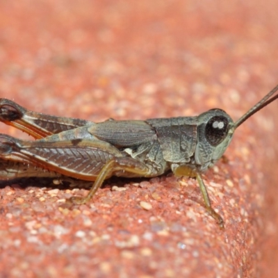 Phaulacridium vittatum (Wingless Grasshopper) at Hackett, ACT - 11 May 2019 by TimL