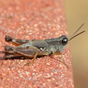 Phaulacridium vittatum at Hackett, ACT - 11 May 2019