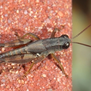 Phaulacridium vittatum at Hackett, ACT - 11 May 2019 12:15 PM