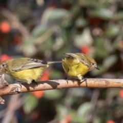 Acanthiza nana at Symonston, ACT - 19 Apr 2019