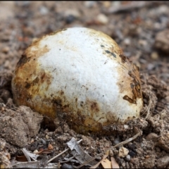 Pisolithus sp. (Pisolithus) at Richardson, ACT - 7 May 2019 by SJP