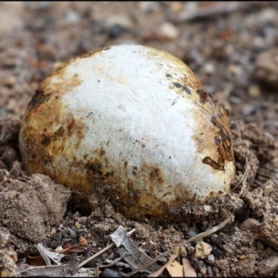 Pisolithus sp. (Pisolithus) at Richardson, ACT - 7 May 2019 by SJP