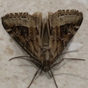 Hellula hydralis at Monash, ACT - 1 May 2019 10:24 PM