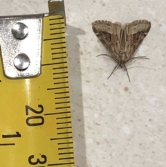 Hellula hydralis at Monash, ACT - 1 May 2019 10:24 PM