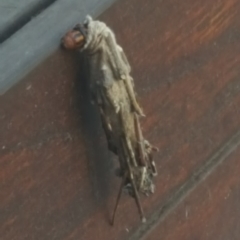 Metura elongatus (Saunders' case moth) at Chisholm, ACT - 27 Mar 2019 by NatureWatch