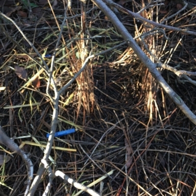 Ptilonorhynchus violaceus (Satin Bowerbird) at Hughes, ACT - 12 May 2019 by KL