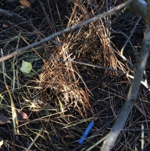 Ptilonorhynchus violaceus at Hughes, ACT - 12 May 2019