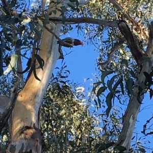 Callocephalon fimbriatum at Hughes, ACT - suppressed