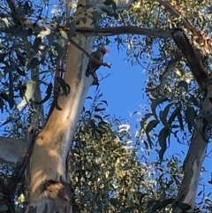 Callocephalon fimbriatum at Hughes, ACT - 12 May 2019