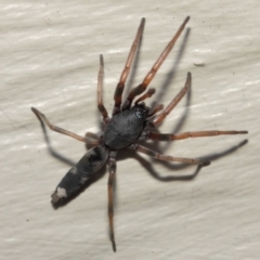 Lampona sp. (genus) (White-tailed spider) at Evatt, ACT - 11 May 2019 by TimL