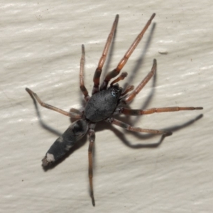 Lampona sp. (genus) at Evatt, ACT - 11 May 2019 02:15 PM