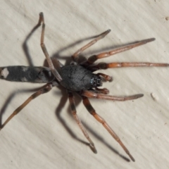 Lampona sp. (genus) at Evatt, ACT - 11 May 2019