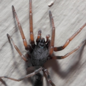 Lampona sp. (genus) at Evatt, ACT - 11 May 2019 02:15 PM