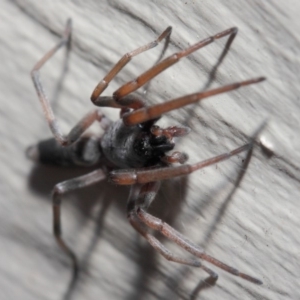 Lampona sp. (genus) at Evatt, ACT - 11 May 2019 02:15 PM