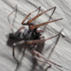 Lampona sp. (genus) at Evatt, ACT - 11 May 2019