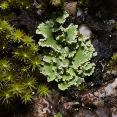 Unidentified Lichen at Paddys River, ACT - 11 May 2019 by kdm