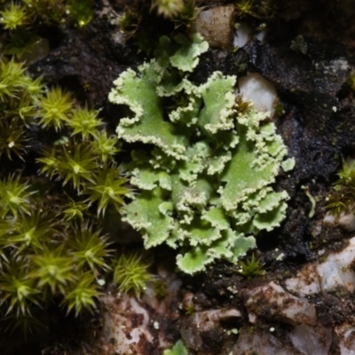 Unidentified Lichen at Paddys River, ACT - 12 May 2019 by kdm