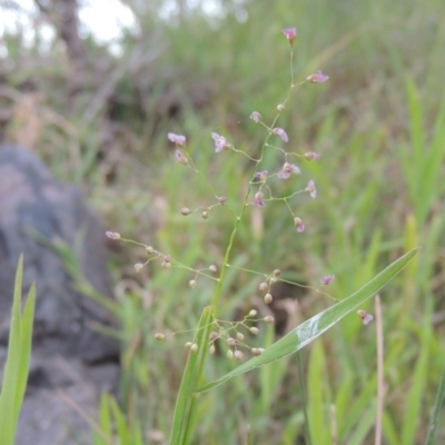 Isachne globosa (Swamp Millet) at Point Hut to Tharwa - 12 Mar 2019 by michaelb