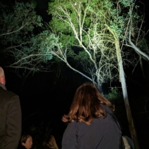 Phascolarctos cinereus at Bowral - suppressed