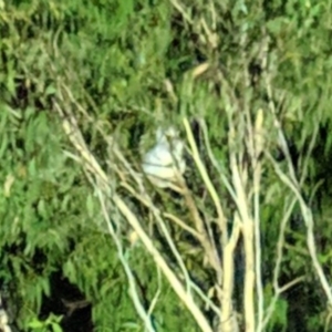Phascolarctos cinereus at Bowral - suppressed