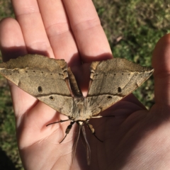 Chelepteryx chalepteryx (White-stemmed Wattle Moth) at Wirreecoo Trail - 13 May 2019 by EmmCrane