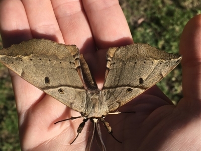 Chelepteryx chalepteryx (White-stemmed Wattle Moth) at Jervis Bay Maritime Museum - 13 May 2019 by EmmCrane