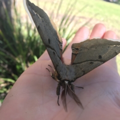 Chelepteryx chalepteryx at Jervis Bay Maritime Museum - 13 May 2019