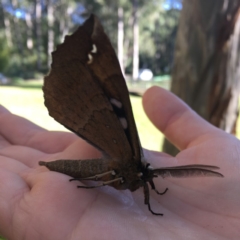 Chelepteryx chalepteryx at Jervis Bay Maritime Museum - 13 May 2019 10:03 AM