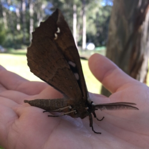 Chelepteryx chalepteryx at Jervis Bay Maritime Museum - 13 May 2019 10:03 AM