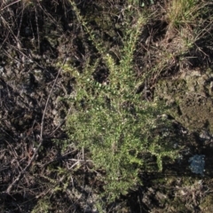 Bursaria spinosa (Native Blackthorn) at Dunlop, ACT - 11 May 2019 by Kurt