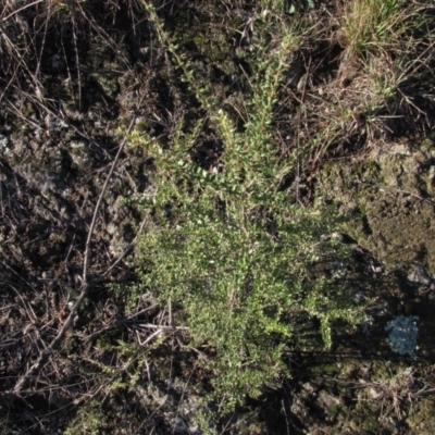 Bursaria spinosa (Native Blackthorn, Sweet Bursaria) at Dunlop, ACT - 11 May 2019 by Kurt