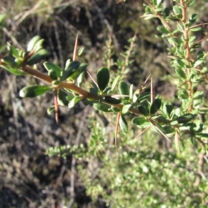 Bursaria spinosa at Molonglo River Reserve - 11 May 2019 03:38 PM